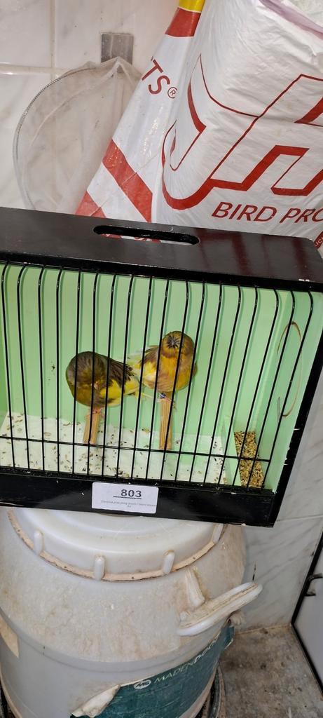 Glosters, Dieren en Toebehoren, Vogels | Kanaries, Postuurkanarie, Meerdere dieren