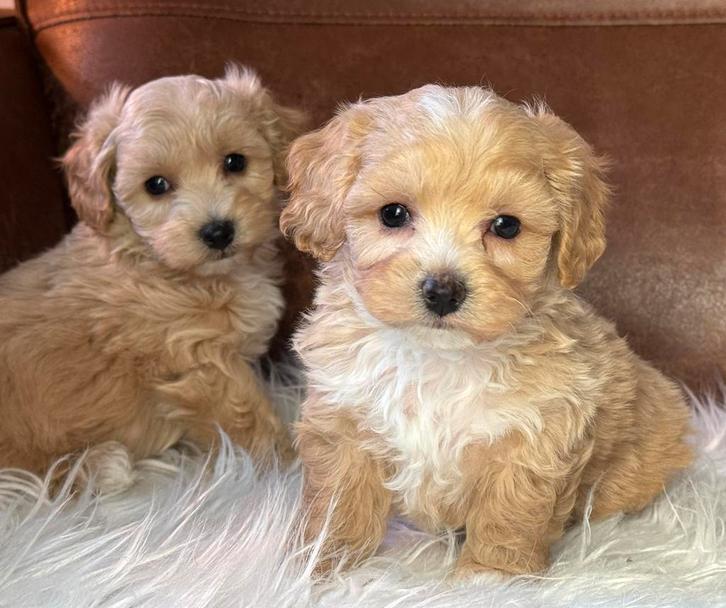 Maltipoo pups 1650€ Beide ouders aanwezig, Dieren en Toebehoren, Honden | Chihuahua's en Gezelschapshonden, Meerdere dieren, Overige rassen