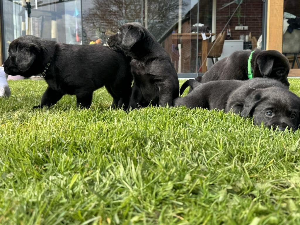 Labrador puppy's pups, 8 tot 15 weken, Labrador retriever, Meerdere, Meerdere dieren