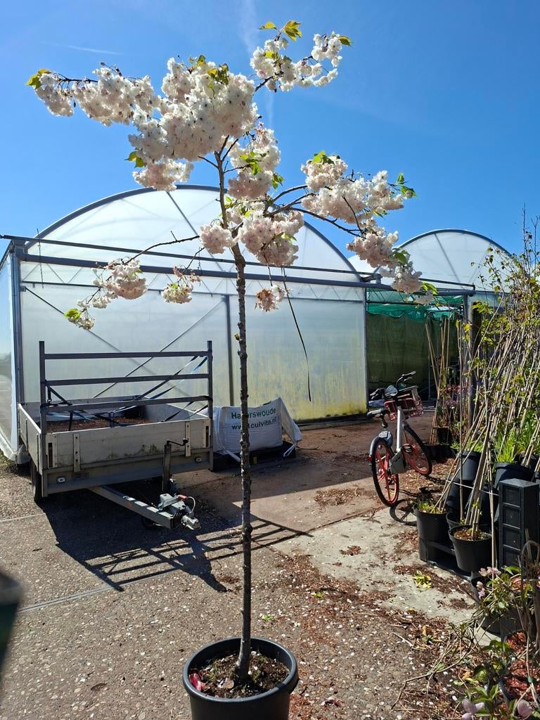 Prunus 'Sierkers' - Hangende Sierkers 180cm - Voorjaarsbloei, Ophalen of Verzenden