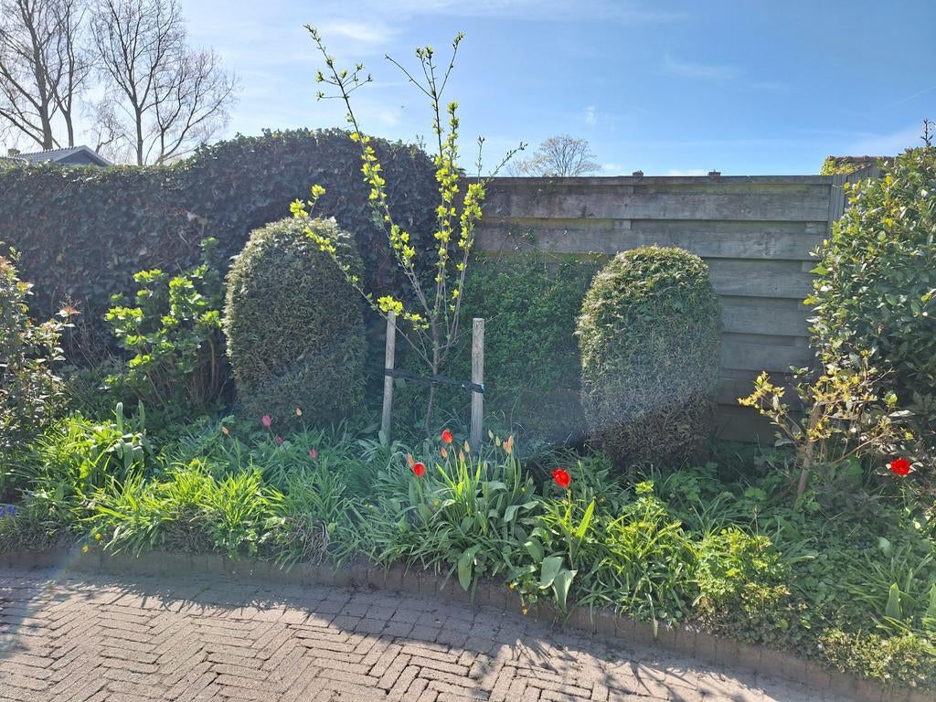 5 Conifeer struiken verschillende hoogtes, Tuin en Terras, Ophalen, Conifeer, Struik, 100 tot 250 cm