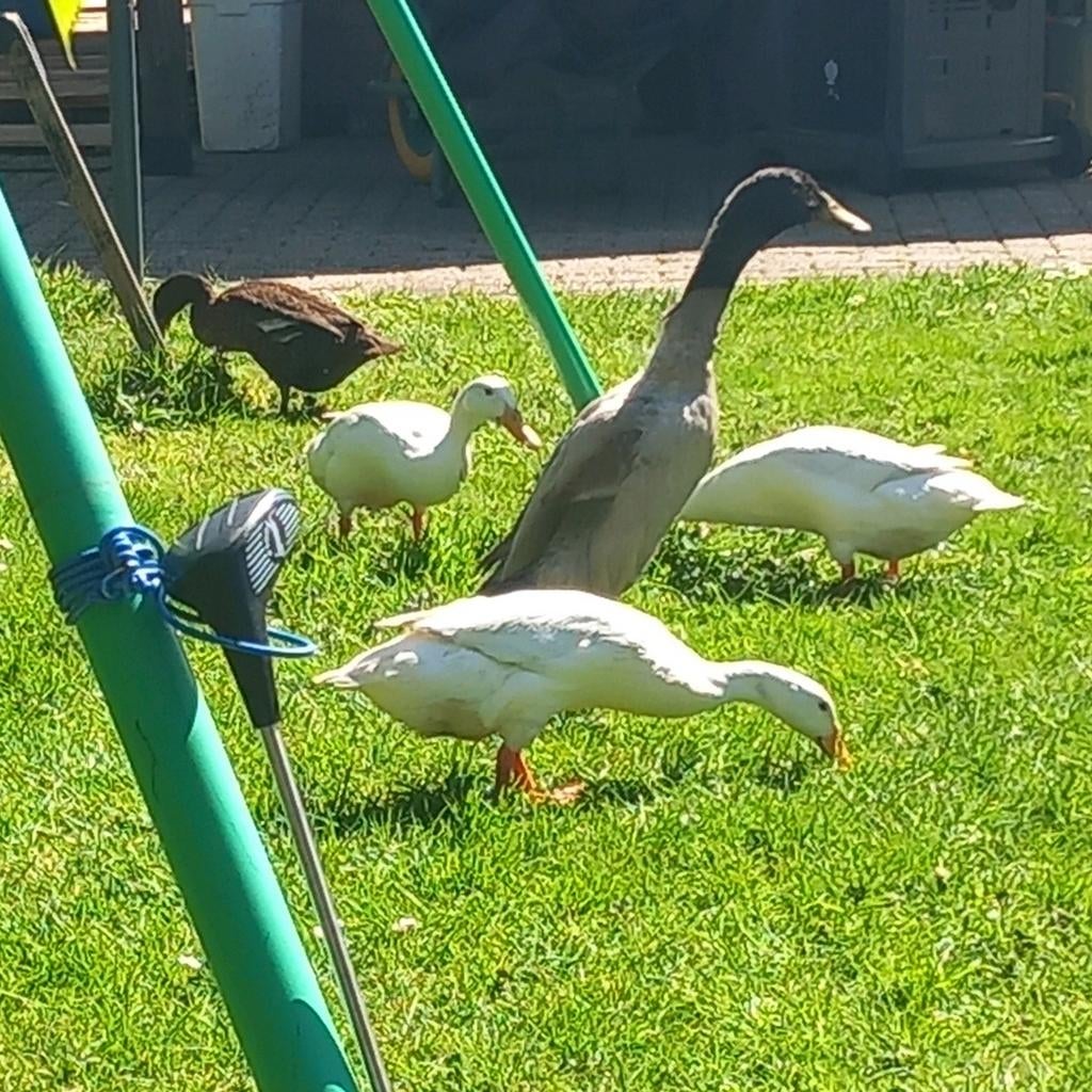 Indische loopeend broedeieren, Geslacht onbekend, Eend