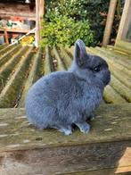 Kleurdwerg voedster blauw, Dieren en Toebehoren, Konijnen, Vrouwelijk, Dwerg