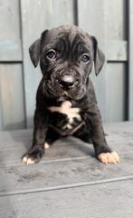 prachtige nestje Pitbull x Cane Corso pups, Dieren en Toebehoren, Honden | Niet-rashonden, 8 tot 15 weken, Meerdere, Meerdere dieren