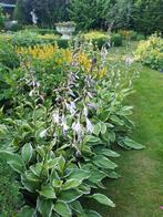 Hosta, vaste plant, Tuin en Terras, Ophalen, Bodembedekkers, Vaste plant, Halfschaduw