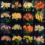 Clivia's, Bloeiende kamerplant, Ophalen of Verzenden, Volledige schaduw, Minder dan 100 cm