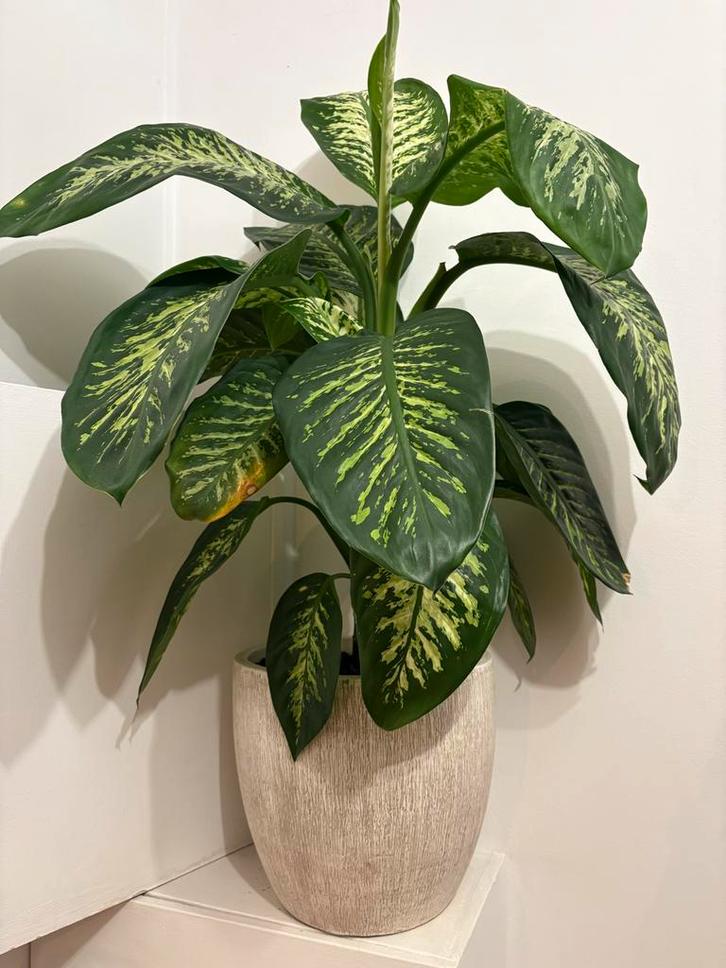 Grote Dieffenbachia met designerpot, Huis en Inrichting, Kamerplanten, Overige soorten, 100 tot 150 cm, Groene kamerplant, Halfschaduw