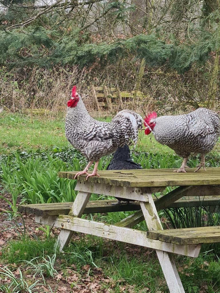 Hanen, Dieren en Toebehoren, Pluimvee, Mannelijk, Kip