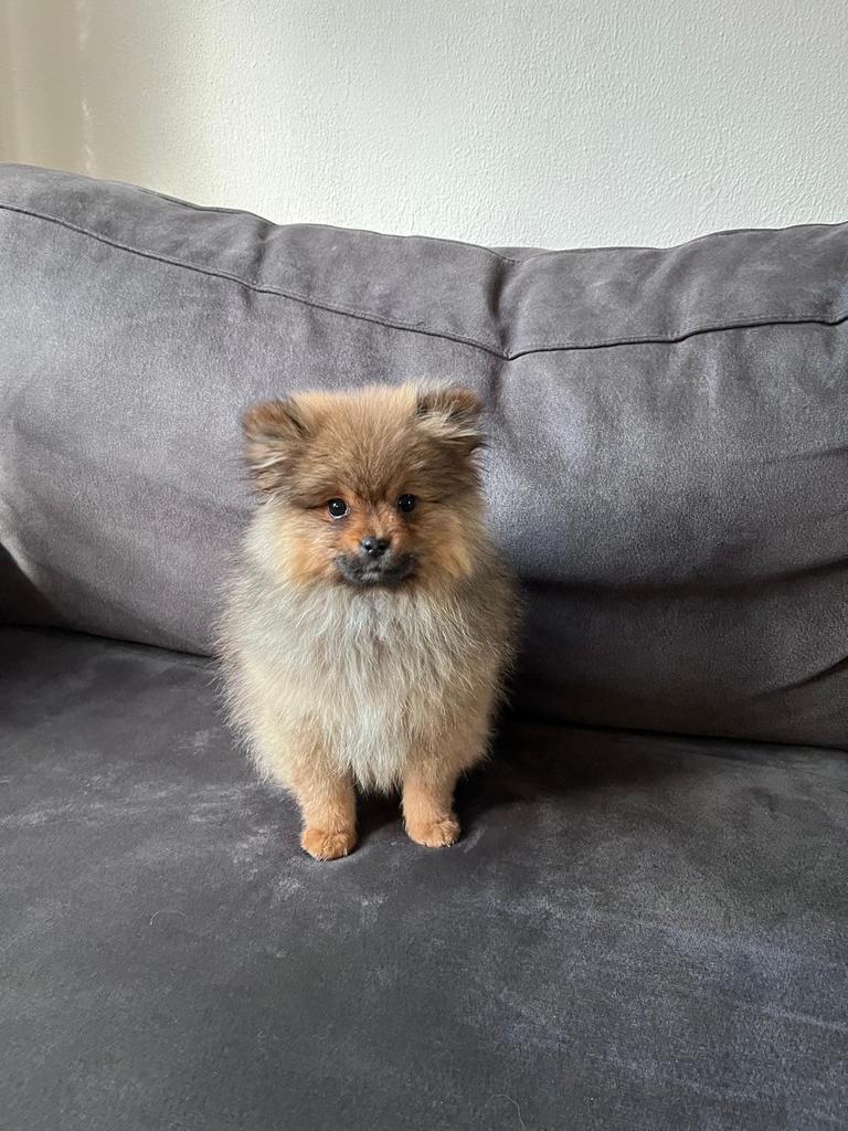 Schattige Teddydog x Pomeriaan pups (mannetjes), Nederland, 8 tot 15 weken, Parvo, Meerdere