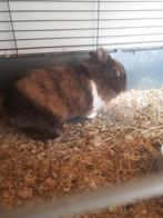 Te koop dwerg voedster aparte kleuren, Dieren en Toebehoren, Januari, Vrouwelijk