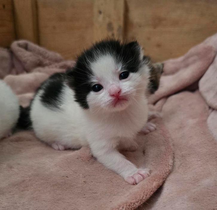 Nog maar 1 kitten (kater) zwart-wit, Dieren en Toebehoren, Katten en Kittens | Overige Katten, Kater