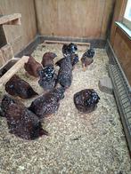 Wiandotte rood gekeurd eitjes, Dieren en Toebehoren, Meerdere dieren, Kip