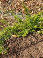 Struik Kamperfoelie (Lonicera) bodembedekker, Ophalen of Verzenden, Overige soorten, Struik, Minder dan 100 cm