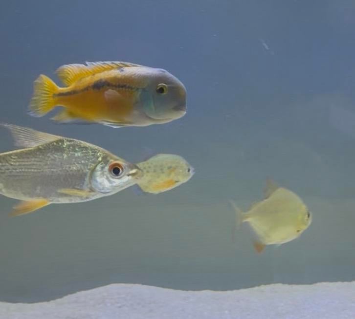 Hypsophrys nicaraguensis(moga), Vis