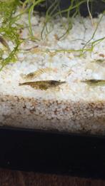 Mix garnalen, Dieren en Toebehoren, Vissen | Aquariumvissen, Kreeft, Krab of Garnaal