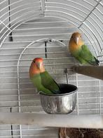 agapornis, Geslacht onbekend, Parkiet