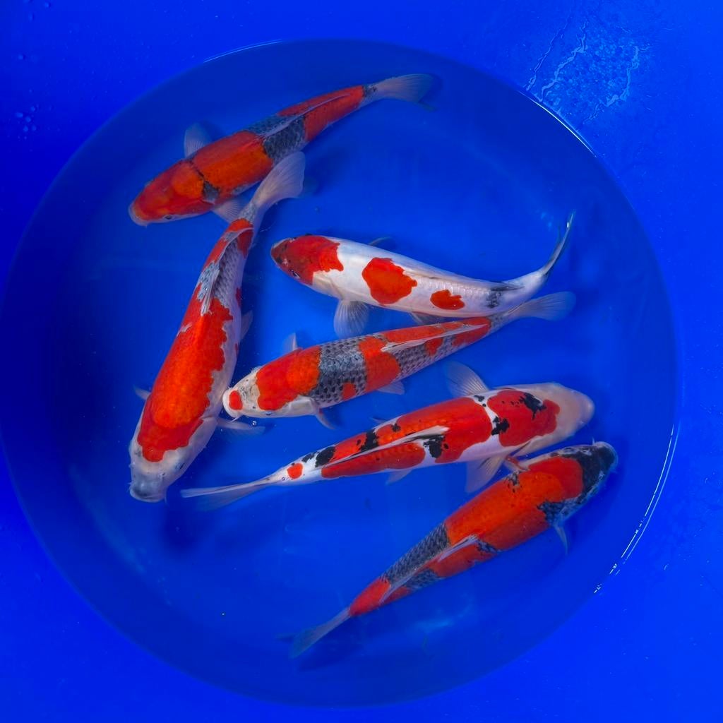 VHQ Young Nisai mix van Conias 35-40cm Japanse koi, Karper of Koi