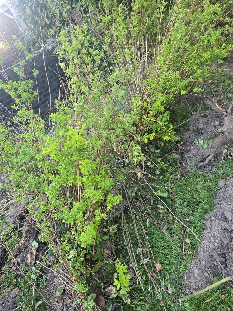 Struik krijgt gele bloemen, Tuin en Terras, Ophalen, Overige soorten, Minder dan 100 cm