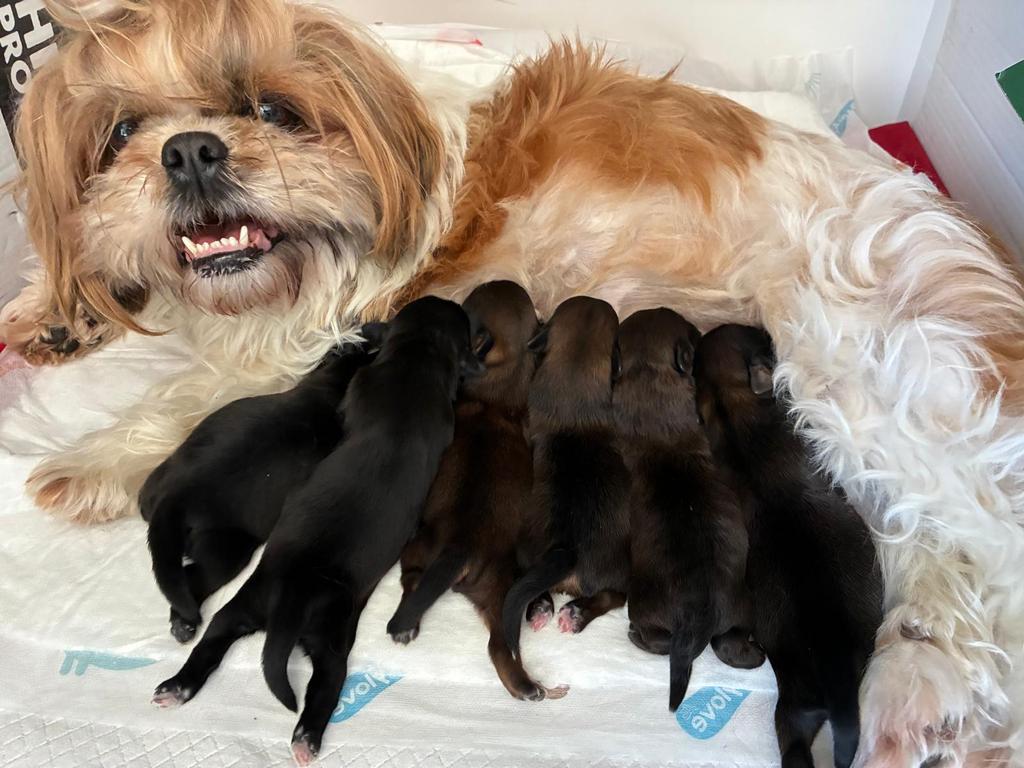6 lieve bruin/zwarte Shih Tzu pups beschikbaar vanaf Juni, 8 tot 15 weken, Parvo, Meerdere, Meerdere dieren
