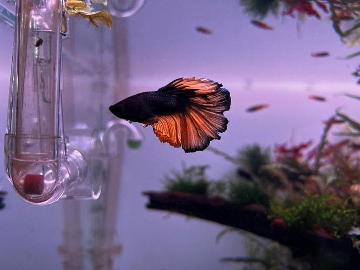 Prachtige Betta, Dieren en Toebehoren, Vissen | Aquariumvissen, Zoetwatervis, Vis