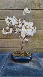 Prunus pre-bonsai, Volle zon, Vaste plant, Lente, Ophalen