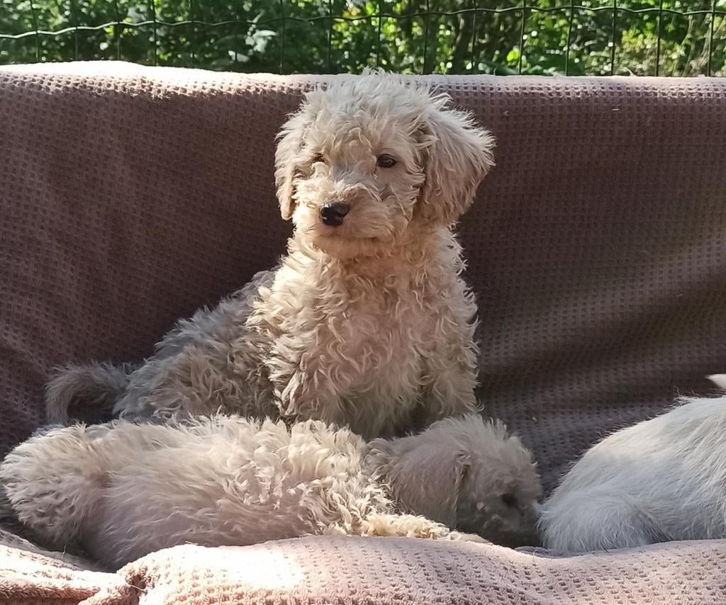 Lieve labradoodle puppy's, kleine medium., Dieren en Toebehoren, Parvo, Overige rassen, 8 tot 15 weken, Meerdere