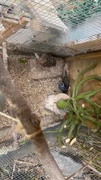 californische kuif kwartel, Dieren en Toebehoren, Ophalen of Verzenden, Overige typen