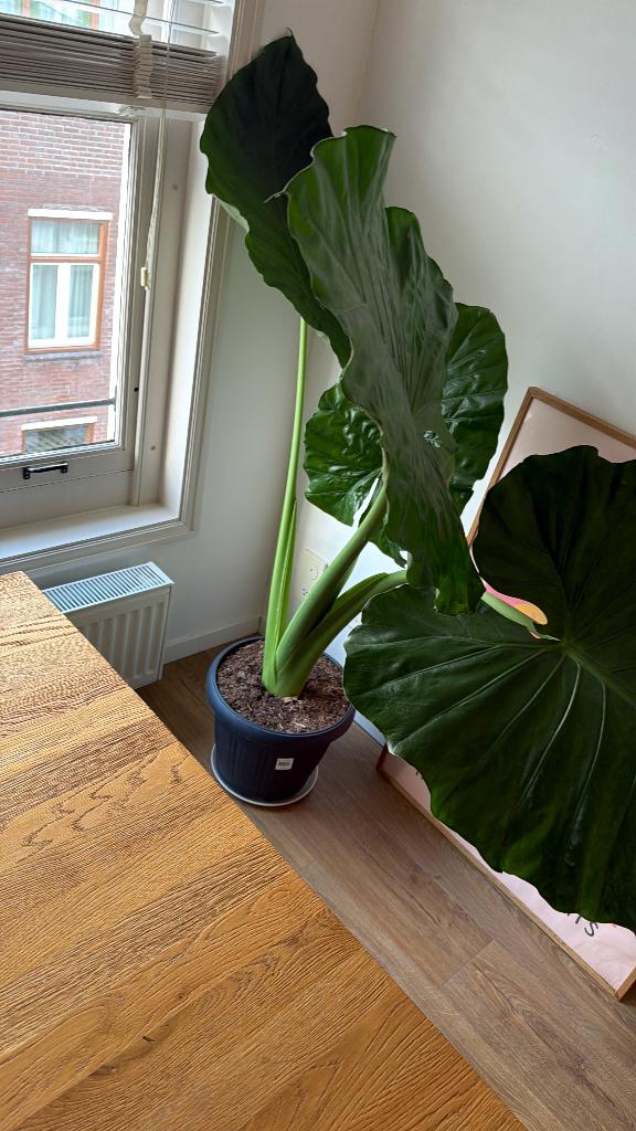 Alocasia macrorrhiza (Olifantsoor), Huis en Inrichting, Ophalen, 100 tot 150 cm, Overige soorten, Halfschaduw