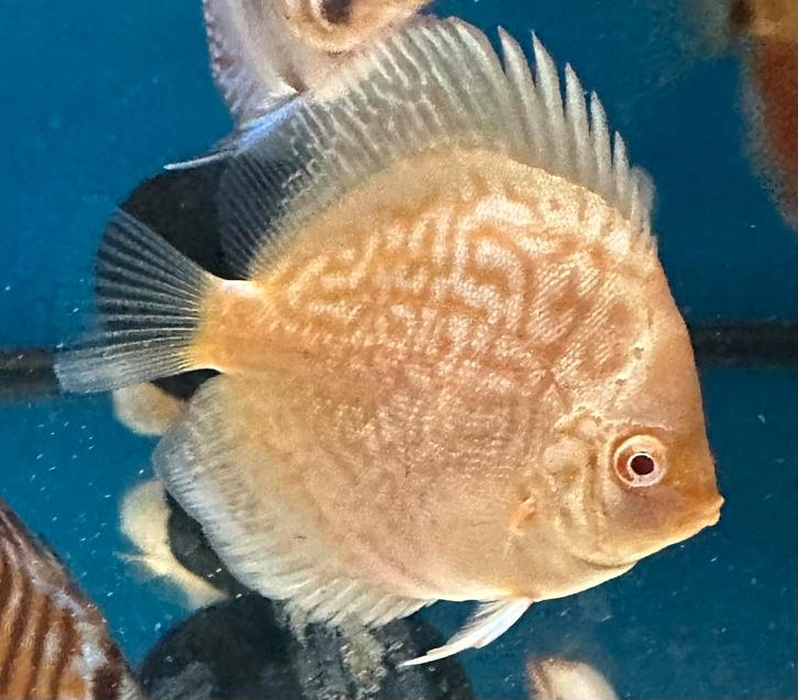 Discusvis albino, Dieren en Toebehoren, Vissen | Aquariumvissen, Zoetwatervis, Vis, Schoolvis