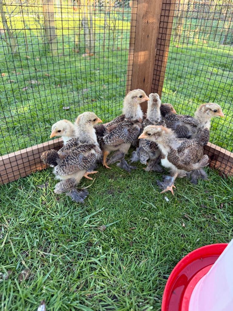 Brahma krielkippen - kuikens, Dieren en Toebehoren, Pluimvee, Meerdere dieren, Kip