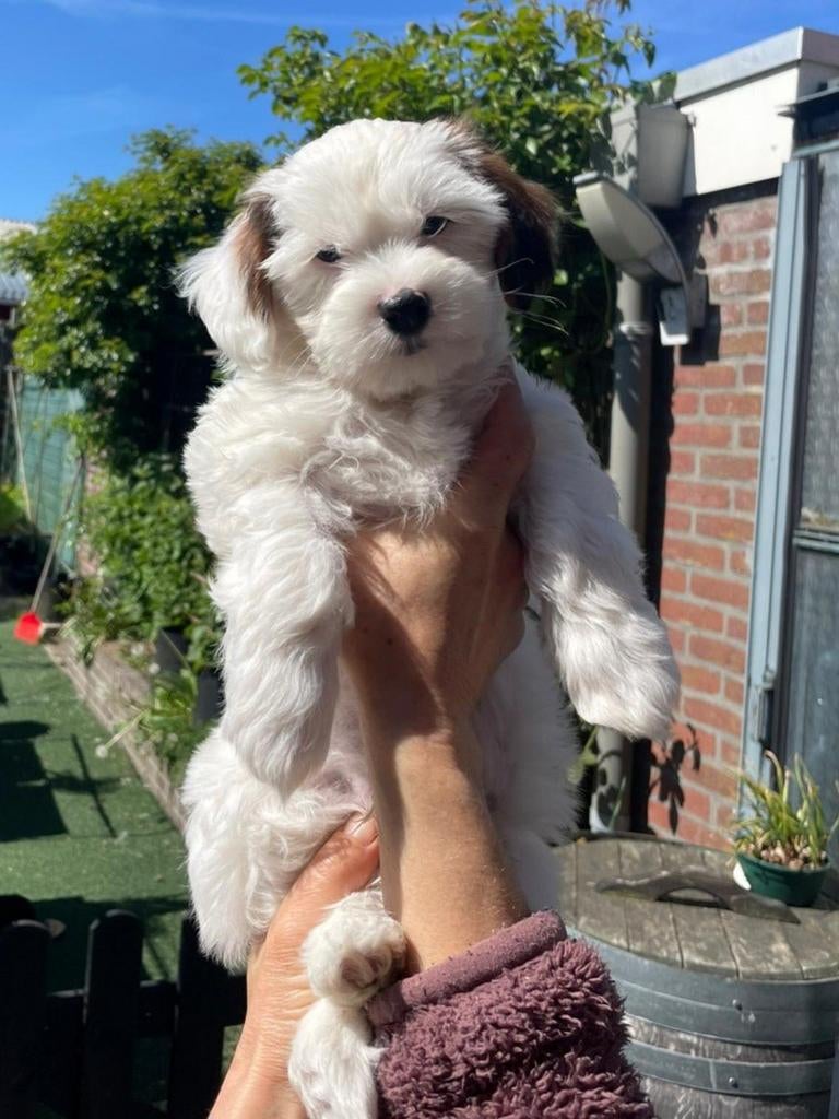 Maltipoo / Boompoo pups.  Toypoedel×Maltezer+1/4 Shih-tzu, Dieren en Toebehoren, Honden | Chihuahua's en Gezelschapshonden, Overige rassen