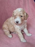 Labradoodle multigen pups, Dieren en Toebehoren, Honden | Retrievers, Spaniëls en Waterhonden, Parvo, Nederland, Overige rassen