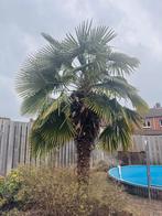 3x prachtige Palmbomen/Trachycarpus fortunei - t.e.a.b., Tuin en Terras, Planten | Tuinplanten, Volle zon, Vaste plant, Bloeit niet