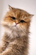 Britse langhaar, Dieren en Toebehoren, Katten en Kittens | Raskatten | Langhaar, Kater, Gechipt, 3 tot 5 jaar
