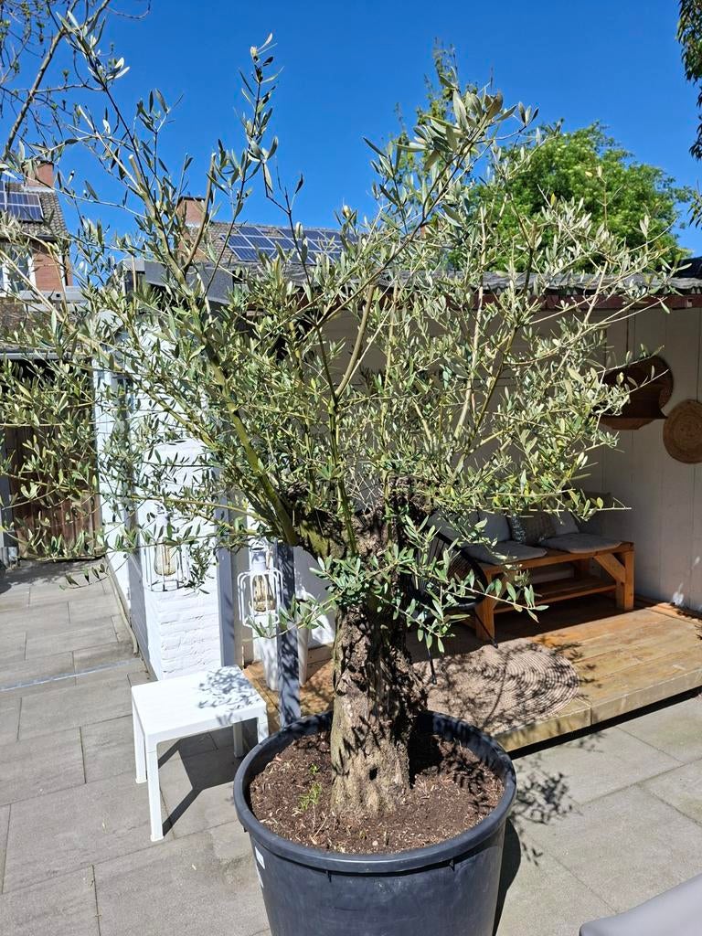 Grote olijfboom, Volle zon, Bloeit niet, Ophalen of Verzenden, 100 tot 250 cm