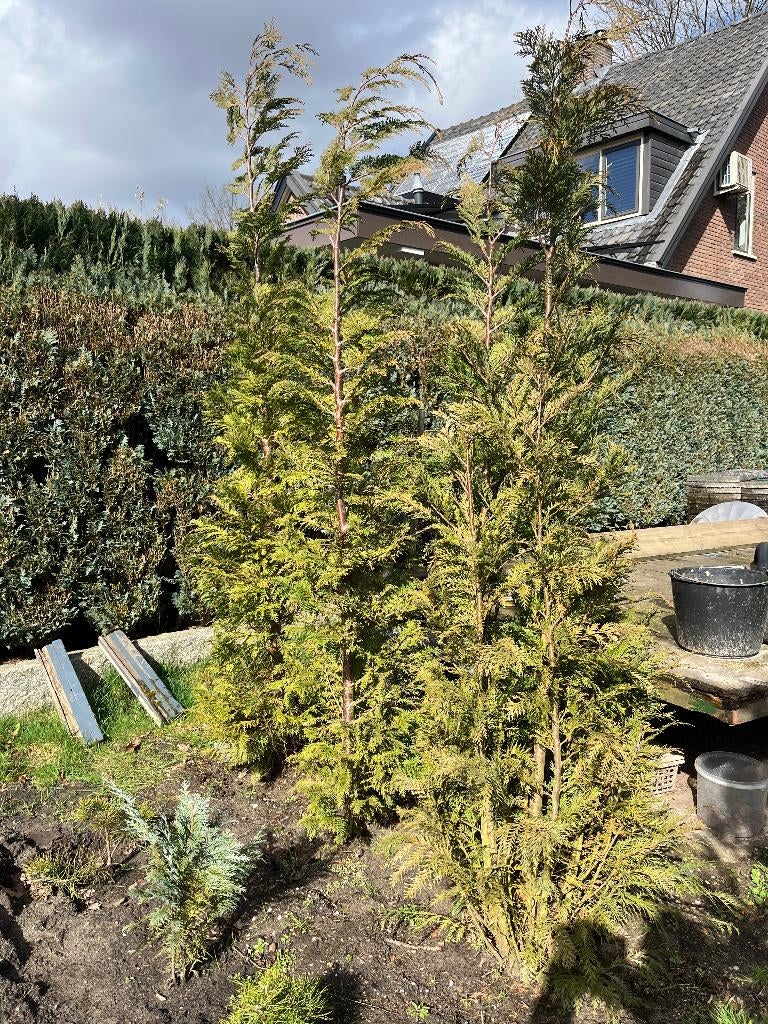 Coniferen, Tuin en Terras, Planten | Struiken en Hagen, Ophalen, Conifeer, 250 cm of meer