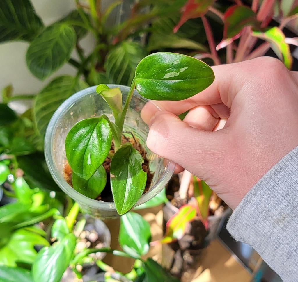 Monstera standleyana, Ophalen of Verzenden, Halfschaduw, Minder dan 100 cm