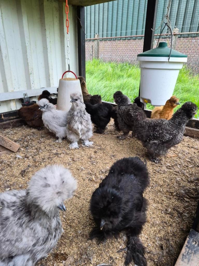 Zijdehoenders, schattige kippen voor in de tuin!, Dieren en Toebehoren, Pluimvee, Vrouwelijk, Kip