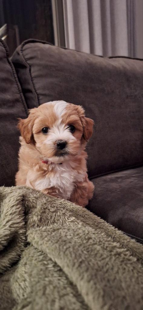 Leuke boomer x toy poedel teefje., Dieren en Toebehoren, Honden | Chihuahua's en Gezelschapshonden, Teef, Overige rassen, Particulier