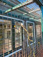 Te koop witte man kanarie zingt goed., Dieren en Toebehoren, Vogels | Kanaries, Mannelijk, Kleurkanarie