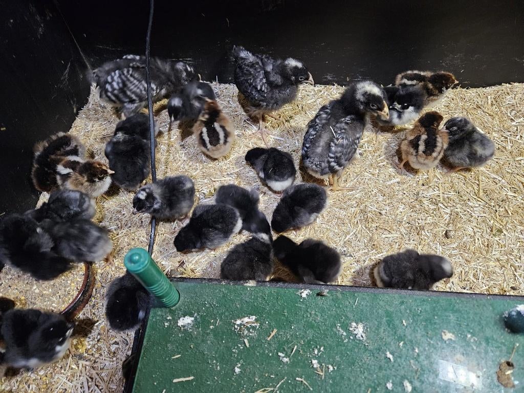 Kuikens Australorp, Dieren en Toebehoren, Pluimvee, Meerdere dieren, Kip
