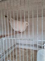 Tortel duiven te koop, Dieren en Toebehoren, Meerdere dieren, Parkiet