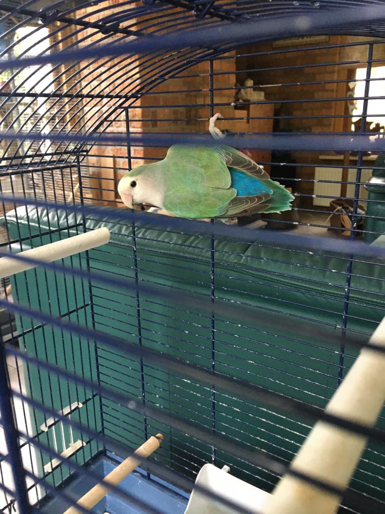 dwergpapegaaien - 3 stuks, Dieren en Toebehoren, Meerdere dieren, Dwergpapegaai of Agapornis