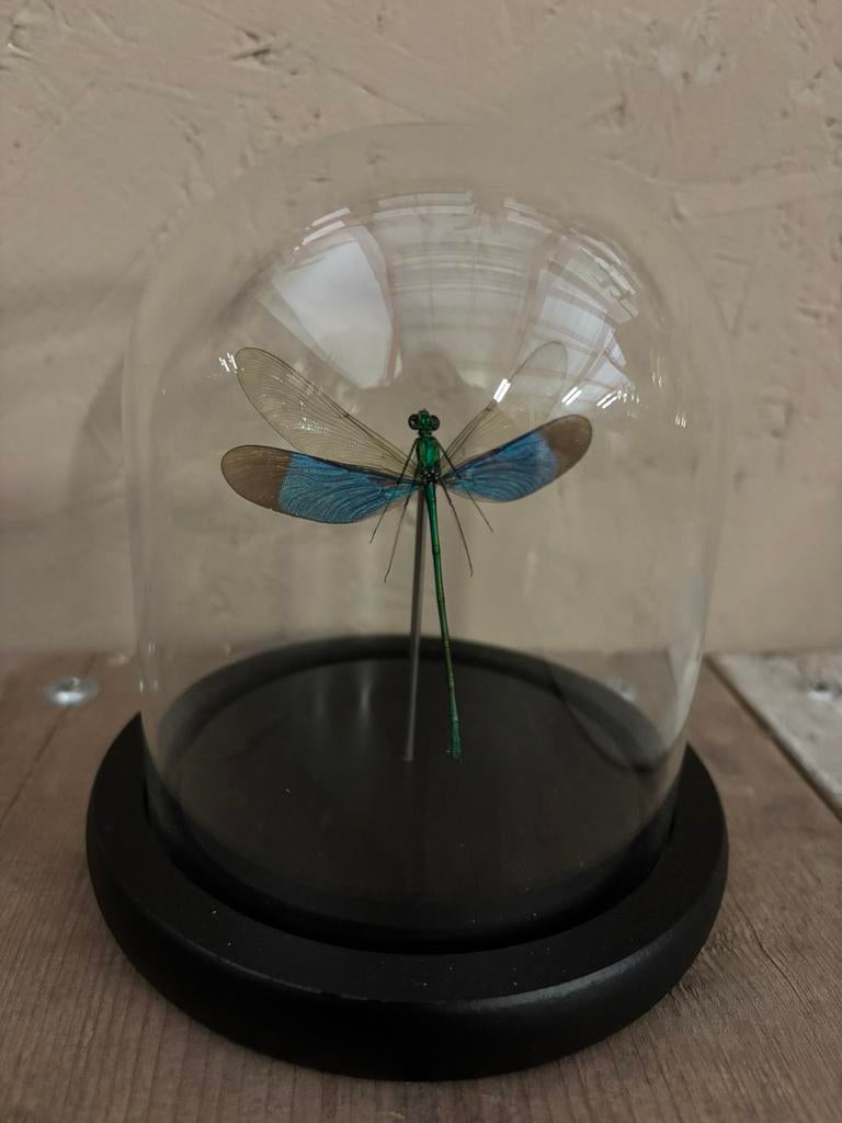 Mooi stolpje met een groene libelle, Verzamelen, Ophalen of Verzenden, Nieuw, Insect, Opgezet dier