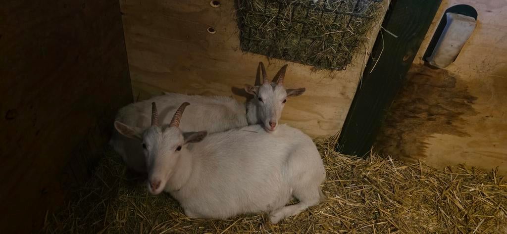 Gezocht fles geiten lammetjes geen bokjes, Dieren en Toebehoren, Schapen, Geiten en Varkens, Vrouwelijk, Geit