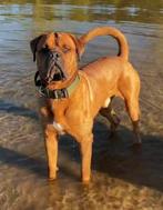 Gezocht: kruising Bordeaux Dog x Rottweiler pup, Reu, 8 tot 15 weken, Parvo, Eén hond