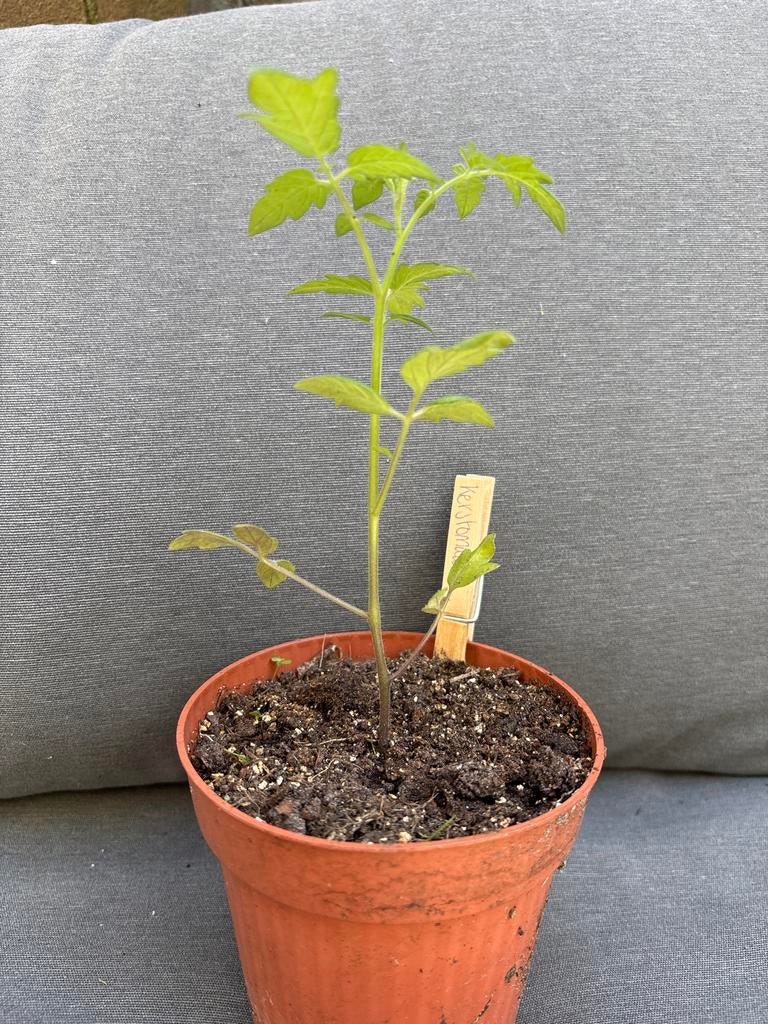Kerstomaat en bloemkool plantjes Biologisch, Tuin en Terras, Planten | Tuinplanten, Volle zon, Groenteplanten, Eenjarig, Ophalen of Verzenden