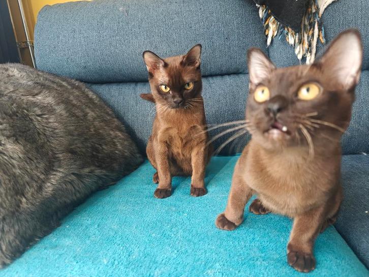 Twee burmees herplaatsers, Dieren en Toebehoren, Katten en Kittens | Raskatten | Korthaar, Kater, 0 tot 2 jaar, Gechipt, Ontwormd