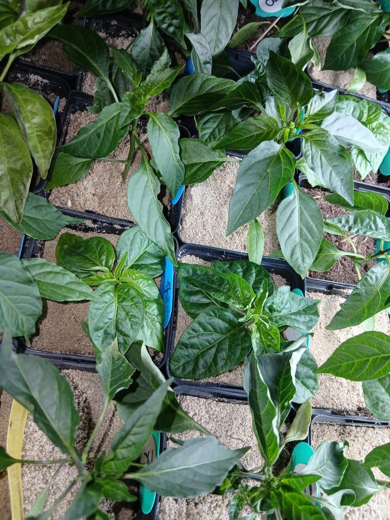 Chilipepers/peperplantjes, diverse soorten gezaaid februari, Ophalen, Volle zon, Overige soorten, Minder dan 100 cm
