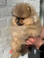 Bearface pomeranian | pomeriaan | reutje, Dieren en Toebehoren, Particulier, Keeshond, 15 weken tot 1 jaar, Reu